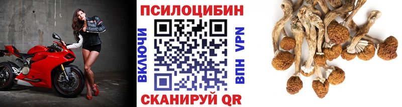 Купить  Кадников  Галлюциногенные грибы мицелий 
